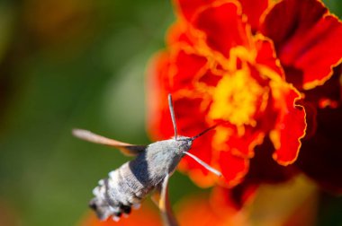 Hawkmoth parlak renkleriyle dikkat çeker. Doğa, bu nazik yaratığın güzel bir çiçeğin üzerinde dinlenmesi gibi sahnenin ortasına yerleşir. Çarpıcı fotoğraflarla doğanın güzelliğinin tadını çıkar.