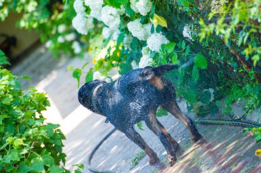 Sadakatin ve dostluğun gerçek anlamını bir Rottweiler ve sahibi arasındaki koşulsuz sevgiye tanık olun. Bu dokunaklı dostluk anını evinizde yakalayın..