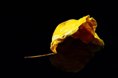 Kurumuş amber yaprağının canlı kırmızı rengini ortaya çıkarıyor. Koyu arkaplan ve parlak yaprak arasındaki zıtlık görsel olarak çarpıcı bir görüntü yaratır. Mutfakta kullanmak için ideal.