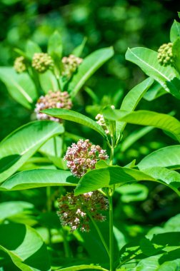 Asclepias syriaca, yaygın spurge, kelebek çiçeği, ipek böceği, Doğa Ana 'nın büyüsüne tanık olun! Büyüleyici beyaz bir çiçek yemyeşil yapraklar arasında zarifçe çiçek açıyor. Sihirli Botanikler