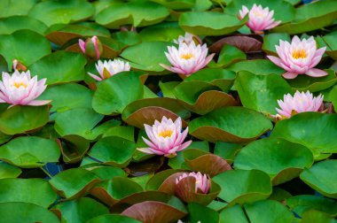 Nilüfer çiçekleri ve nilüfer çiçeklerinin canlı güzelliğini tecrübe edin. Nilüferlerin büyüleyici çiçekleriyle mekanınızı değiştirin. Bu doğal harikalarla sakin ve sakin bir atmosfer oluşturun..