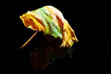 Parlak sarı amber yaprağı ile siyah arkaplan arasında çok güzel bir kontrast var. Tasarım projelerinde ya da standalon parçası olarak kullanmak için basit ama etkili bir resim.