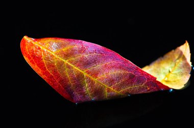 Parlak kırmızı rowan yapraklarıyla baş döndürücü sonbahar estetiği. Renklerin kontrastı görsel olarak çarpıcı bir görüntü yaratır. Sonbahar temalı tasarım veya mevsimlik dekor için ideal.