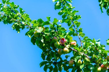 Parlak sarı-kırmızı renkli güzel kayısı meyveleri. Lezzetli ve sulu kayısıları olan meyve ağacı. Yazın gelişinin ve hasat mevsiminin sembolü..