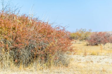 Sonbahar, Steppe. Çayırlar. Barberry. Sonbaharın vahşi yaşamla buluştuğu bir dünyaya adım at. Bu muhteşem çalılar, her şeye rağmen, sonsuz çölün ortasında yükselir..