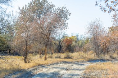 Sonbahar, Steppe. Çayırlar. Turanga, çölün gizli hazinelerinin büyüleyici cazibesini keşfet. Bu görkemli ağaçlar her şeye rağmen büyüyüp sükunet hissi veriyor.