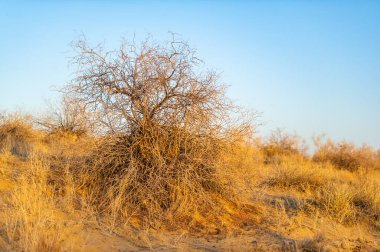 Sonbahar. Steppe. Gün batımı. Gün batımında çölün dingin güzelliğinin tadını çıkar. Bak güneş ne kadar zarifçe batıyor, kum tepelerine ateşli bir palet döküyor. Sonbaharın huzuruna dalın