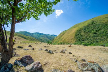 Azim en iyi halindedir: Bu muazzam ağaç, her şeye karşı koyan, sert ve çorak bir kayanın üzerine kurulmuştur. Kim demiş doğanın kollarında sihir yoktur diye? Doğa her zaman kazanır.