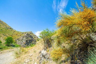 Ephedra distachya tıbbi amaçlar için kullanılan bir bitki türüdür. Ortak çam ya da Mormon çayı olarak bilinir. Solunum hastalıklarının tedavisi için, kilo kaybı ve spor performansını teşvik eder