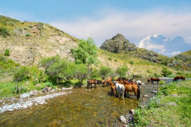 Atlar susuzluklarını gidermek için nehir kıyısında toplanırlar. Toynak sesleri ve su sıçraması havayı doldurur. Doğanın oyun parkında güzel ve sakin bir sahne.