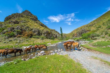 Dağ nehrinden su içen atların huzurlu manzarası. Doğal güzellik bu huzurlu anda yakalanır. Hayvanların ve doğanın mükemmel dengesi..