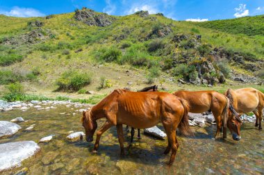 Dağ nehrinden su içen atların resimli görüntüsü. Görüntüde doğal güzellik ve sükunet var. Doğa ve vahşi yaşam arasındaki uyumu sembolize eder.