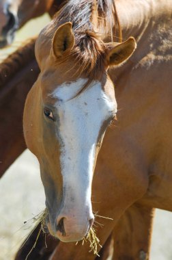 Vahşi atlar doğal ortamlarında özgürce dolaşırlar. Nehir deltası ve kayalık arazinin güzel ve huzurlu manzarası. Tüm ihtişamıyla doğanın cennet gibi bir görüntüsü..