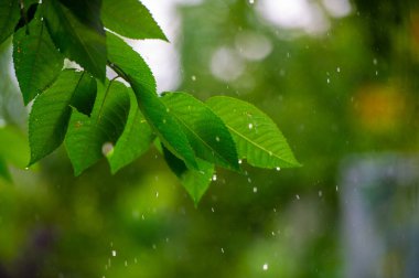 Doğanın tam çiçek açan güzelliği dindirici duşlar dünyaya hayat verir canlı renkler ve yeni büyümeyle dolu