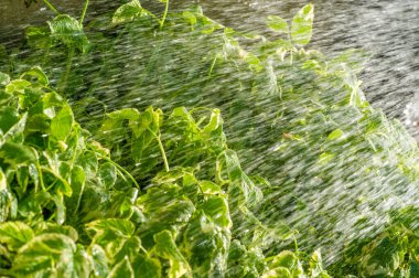 Değişik Aegopodyum podagraria. Piskopos Otu ya da Goutweed olarak da bilinir. Çeşitli yeşil ve beyaz yapraklı, çeşitli toprak koşullarına dayanıklı ve gelişebilen süslü bir toprak örtüsü.