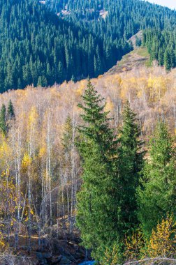 Tien Shan 'ın büyüleyici ladin ormanlarını keşfedin. Vahşi doğanın canlı sonbahar renklerini deneyimleyin. Bu görkemli uzun çam ağaçlarıyla yeni yüksekliklere seyahat et..