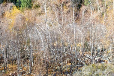 Doğa Orkestrası Senfonisi kendinizi canlı sonbahar renkleriyle dolu bir cennete daldırın. Tien Shan aralığı sonbaharın renkleriyle canlanıyor. Çelişkili paletten büyülen.