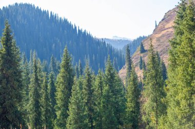 Tien Shan 'ın parlak sonbahar renklerinin tadını çıkar. Kendini doğanın orkestrasına ver. Karşıt bir palete dal.