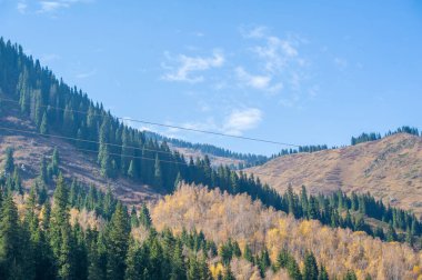 Resimli dağların arasına kurulmuş büyüleyici bir ormanı keşfedin. Tien Shan ladin ağaçlarının parlak yeşil renkleriyle nefes kesici güzelliğinin tadını çıkarın..
