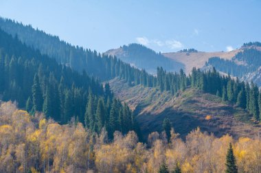 Bir dağ ormanında sonbaharın güzelliğine dalın. Tien Shan 'ın altın gölgesini hisset. Büyüleyici bir çiçek tuvalinde kaybol..