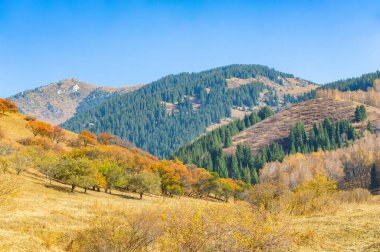 Experience the beauty of autumn in the majestic Tien Shan Mountains. Immerse yourself in a serene and enchanting landscape. Admire stunning spruce and birch trees against the backdrop of rocky cliffs clipart