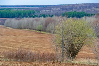 Yetiştiren Dünya 'nın güzelliğini ve tazelenmesini tecrübe edin. Hasat mevsimi. Güneşli bir tarlada hayat döngüsüne tanık olun. Dünyanın nimetlerini bizimle kutla..