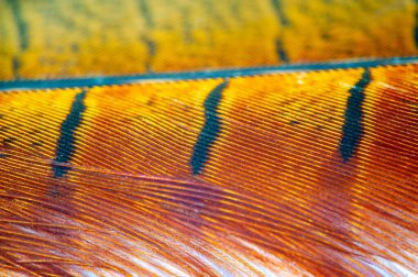 Enfes detaylar sülün tüyünün güzelliğini ve özgürlüğünü aktarır. Zarif ve zarif bir tasarım, doğal güzellikleri sergilemek için mükemmel. Zarafet ve zarafetin mükemmel vücut bulmuş hali..