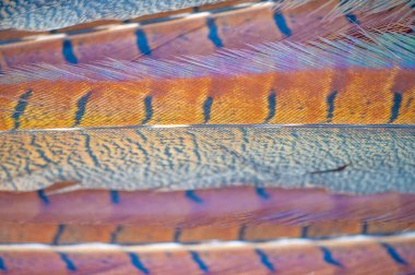 Doğanın güzelliğini en ince ayrıntısına kadar keşfet. Sülün tüylerinin karmaşık desenleri. Doğal dünyanın harikalarını takdir etmenin eşsiz ve çarpıcı bir yolu..