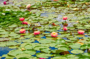 Lotus. Nelumbo. Nymphaeaceae. Nilüfer çiçeği. Doğanın su mücevherleri! Bu nefis nilüferlerin güzelliğini ve sükunetini içine çek. Su Zambağı Mucizesi