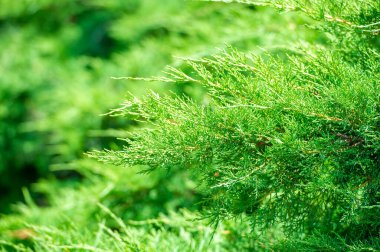 Juniperus pfitzeriana 'nın büyüleyici dünyasına girin, bu olağanüstü ağaç eşsiz şekli, canlı renkleri ve her türlü sofistike manzaraya ekleme yeteneği ile etkiler. Doğal Zarafet