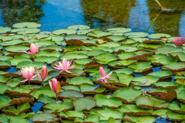 Lotus. Nelumbo. Nymphaeaceae. Su zambağı. Saflığın ve aydınlanmanın sembolü. Pembe, beyaz ve sarı gibi çeşitli renklerde gelir. Genellikle Budizm ve Hinduizm ile ilişkilendirilir..