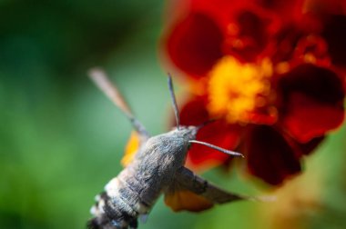 Güzel bir şahin güvesi parlak bir çiçeğin üzerinde otururken tasvir edilir. Doğal Odaklanma, doğanın güzelliğinin çarpıcı renklerini yakalar. Zarif detaylar ve canlı renklerin mükemmel kombinasyonu.