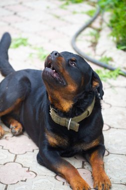 Korkusuz ve otoriter gardiyan sessizce güç hissi yayar Rottweiler yaşamının özünü somutlaştırır.