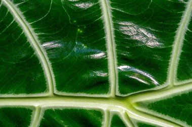 Herhangi bir uzayda verimli, tropik bir ortam yaratın. Evinize ya da ofis dekorunuza biraz doğa katmak için ideal. Temalı etkinlikler, partiler veya fotoğraf çekimleri için harika.