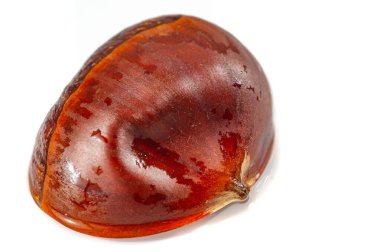 Doğanın güzelliğini minimalist bir ortamda tecrübe et. Bu nefes kesici yakın çekimle basitliğin özünü yakala. Çarpıcı detaylardaki karmaşık kestane tasarımını takdir ediyorum..