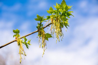 Doğanın güzelliğini canlı renklerle yakala. Bahar esintisinde akçaağaç çiçeklerinin nazik dansının tadını çıkar. Doğa fotoğrafçılığıyla mekânınıza sükunet ve güzellik katın..