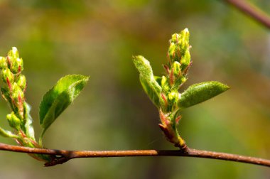 The genus includes species commonly known as shadbush.serviceberry.Juneberry.and more. It grows as shrubs or small trees of the rose family. Originally from North America. Europe. and Asia. clipart