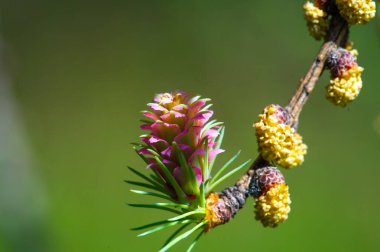 Parlak pembe kozalakların eşsiz ve çarpıcı manzarası. Baharın ilk günlerinde doğanın güzelliğini kutlayın. Çiçekli çam ağaçları ile çevrenize renk ve canlılık ekleyin.