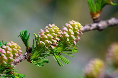 Parlak pembe karaçam konisi yeşil çam iğnelerine karşı duruyor. İlkbahar manzarasına renk katar. Ormandaki doğanın güzelliği.