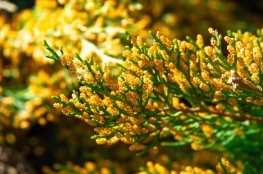 Ardıç, aromatik yaban mersinleri ile tanınır ve cin üretiminde kullanılır. Bazı ardıç türleri genellikle peyzaj tasarımında süs bitkisi olarak kullanılır..