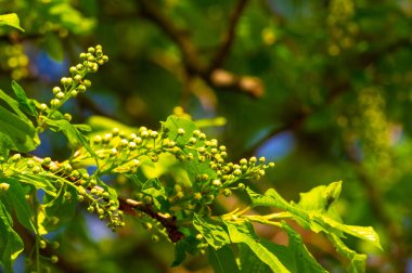 İlkbaharın başlarında narin çiçek tomurcuklarının tadını çıkar. Doğanın büyüme ve yenilenme mevsimi vadediyor. Kuş kirazı yeni başlangıçları ve yeni başlangıçları simgeler..