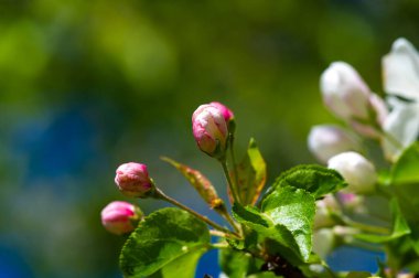 Doğanın güzelliğini göz kamaştırıcı pembe renklerle yakalayın. Narin bir elma çiçeğinin karmaşık detaylarını göster. Çiçeklerin büyüleyici gücünü Çiçeklerin Pembe Renkleri ile deneyimleyin.