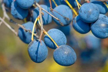 Prunus spinosa, blackthorn ya da sloe olarak adlandırılır, konserve yiyecekler için uygundur, ama yiyecek için yeterlidir. Bir çit yaratmak için. Meyve suyu sahte porto şarabı yapımında kullanılıyor. Blackthorn cini.