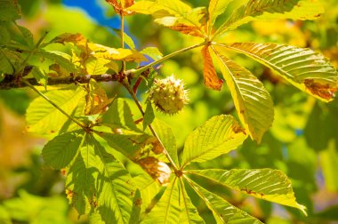 Açık ateşte kavrulmak için yılın en popüler sonbahar zamanı. Sonbahar aylarında toplanmış. Çorba ve tıkınma gibi tariflere abur cubur veya ilave etmek için ideal.