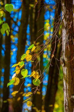 Ağaç yapraklarının üzerinde kırmızı, turuncu ve sarıların canlı gölgeleri doğadaki sonbaharın güzelliğini yansıtır. Aydınlanma çarpıcı ve büyüleyici bir etki yaratır.