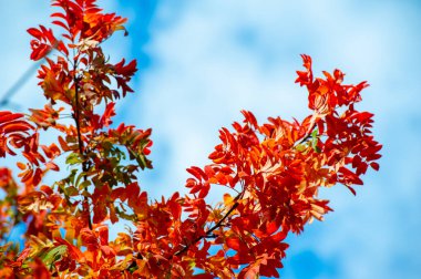 Ağaçların parlak renkli yapraklarıyla sonbaharın güzelliğinin tadını çıkar. Doğanın çarpıcı arka plan fotoğraflarını yakalayın. Sonbahar yapraklarıyla çevrili huzurlu ve huzurlu bir atmosferin tadını çıkar..
