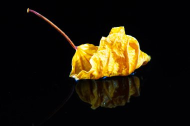 Sarıların parlak tonları, aşçılık ve tıbbi amaçlar için kurutulmuş amber yaprağı. Çay, şurup ve kokteyllere harika bir katkı. Antioksidan açısından zengin ve sağlık yararlarıyla tanınıyor..