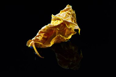 Parlak sarı amber yaprağı ile koyu arkaplan arasında güzel bir kontrast var. Fotoğraf ve sanat eserleri için çarpıcı bir görsel kompozisyon. Kurumuş yaprak her projeye eşsiz bir doku ve boyut ekler..