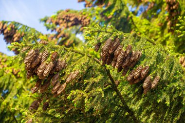 Ağacınızı çam kozalaklarıyla süsleyin, doğal, kırsal bir görünüm için. Şiddetli havaya hazır olun. Kapalı bir Noel ağacının sıcacık atmosferinin tadını çıkarın..