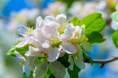 Narin çiçekler elma ağacına bir parça güzellik katar doğanın zarafeti bu güzel çiçeklerin arasından parlar yumuşak yapraklar ve güçlü dallar arasındaki tezat çarpıcı bir manzara yaratır